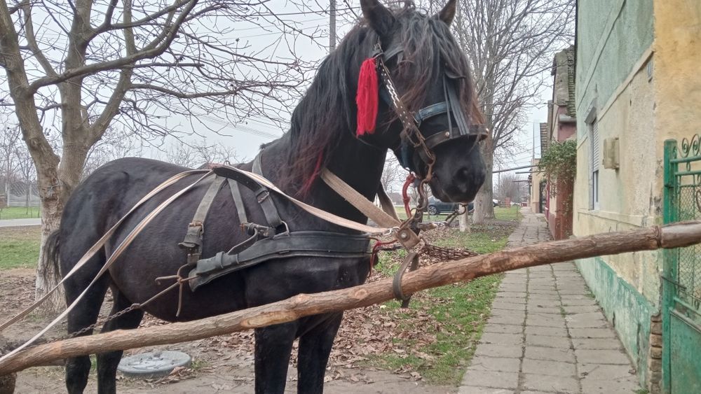 Vând armăsar de 6 ani