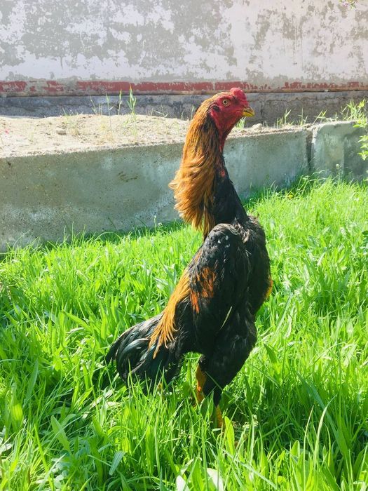 О Шамо жужа тозаси