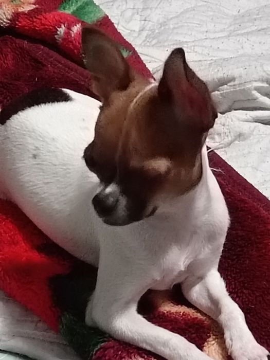 Продам щенка чихуахуа  мальчик