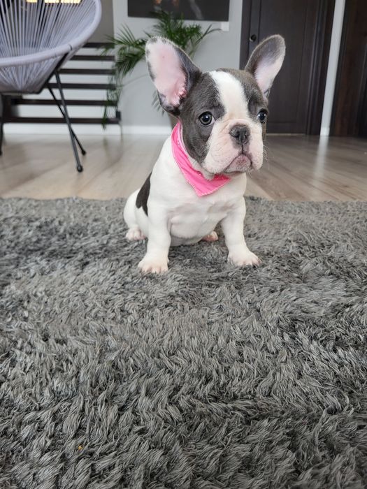 Bulldog francez blue pied