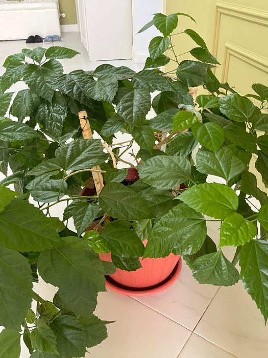 Домашняя роза. Отличный декор для комнаты

Вот нес