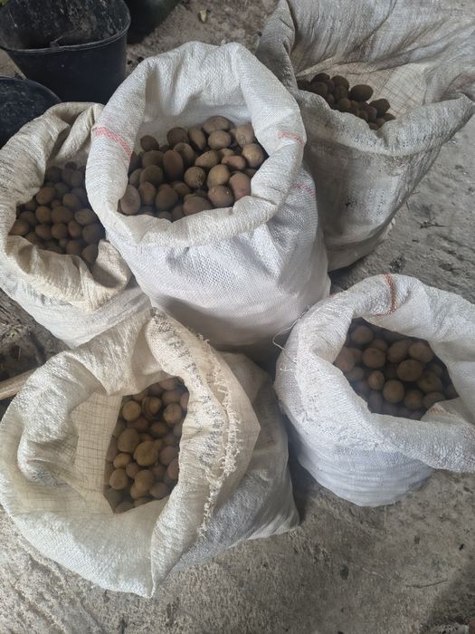 Vând cartofi pentru porci