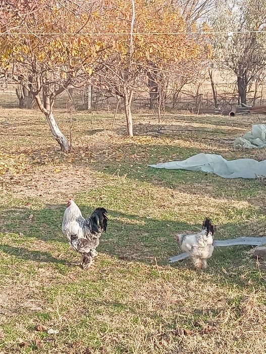 Тауық сатылады Брама