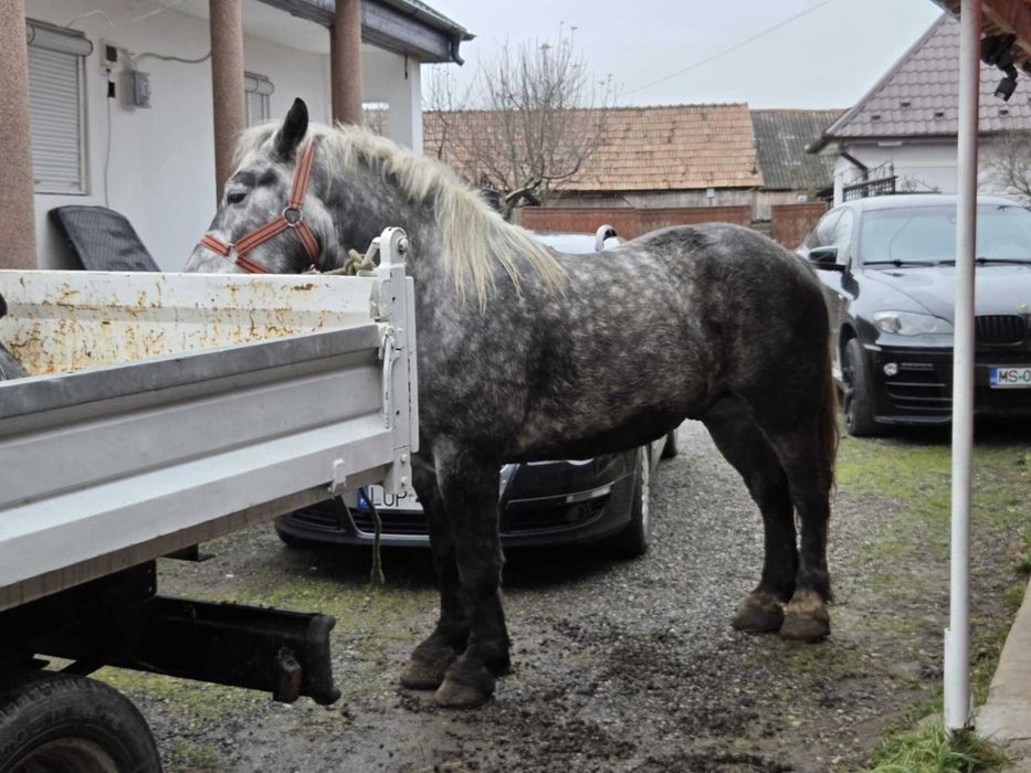 Cal sur de 4 ani semigreu