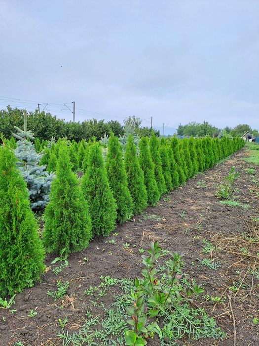 Tuia Smaragd  de vînzare