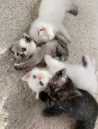 Pui pisica British Shorthair alb blue tabby