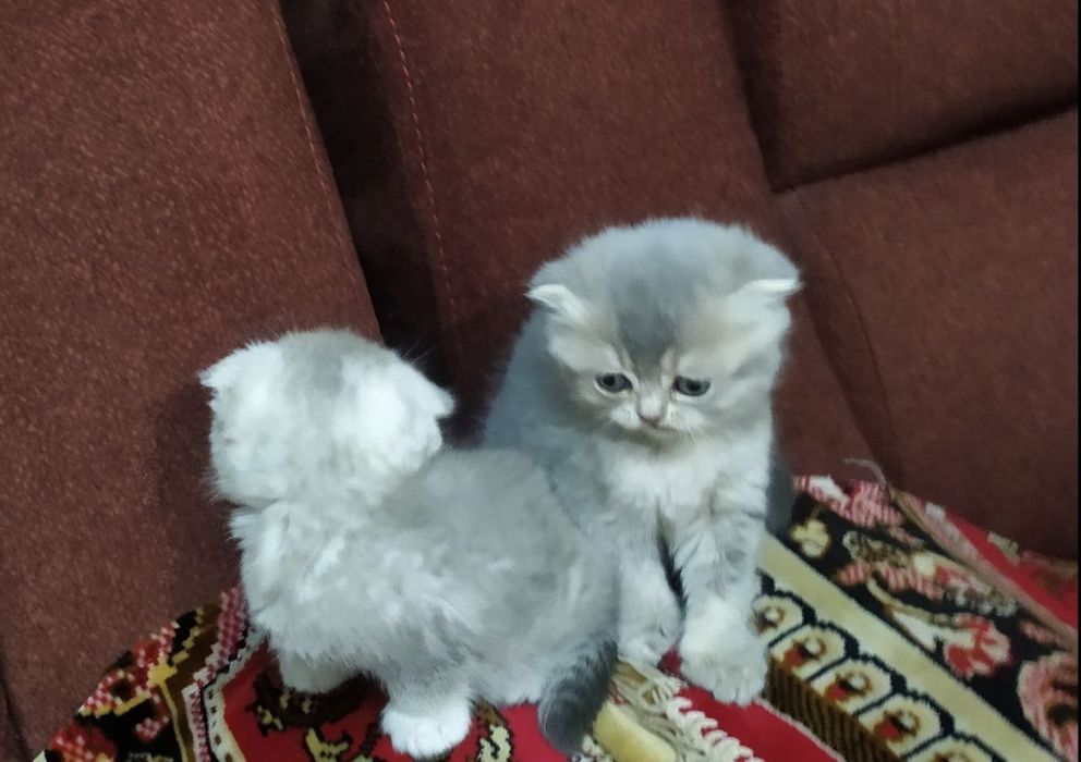 Шотландские котята