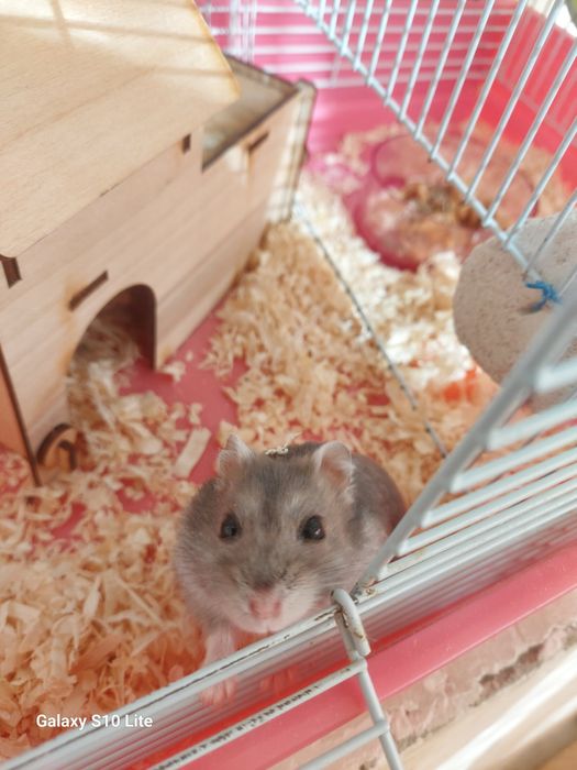 Хомяк (мальчик) чистая