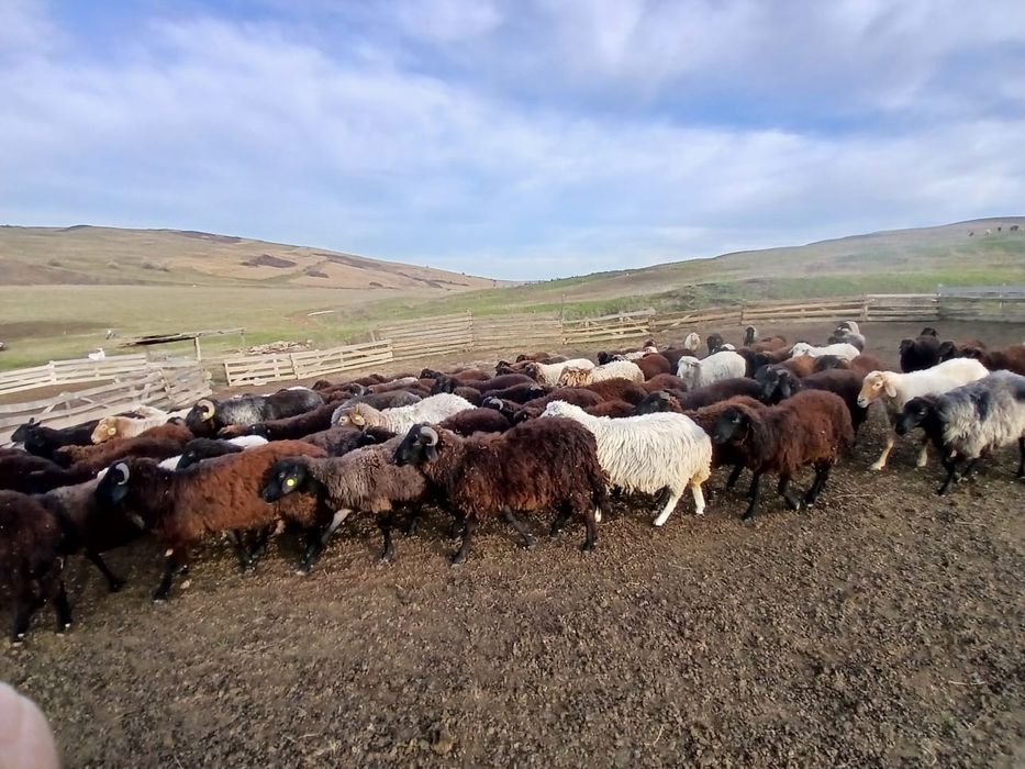 Vand Cârlani 250 bucati