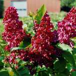 Liliac (Parfumat Rosu )