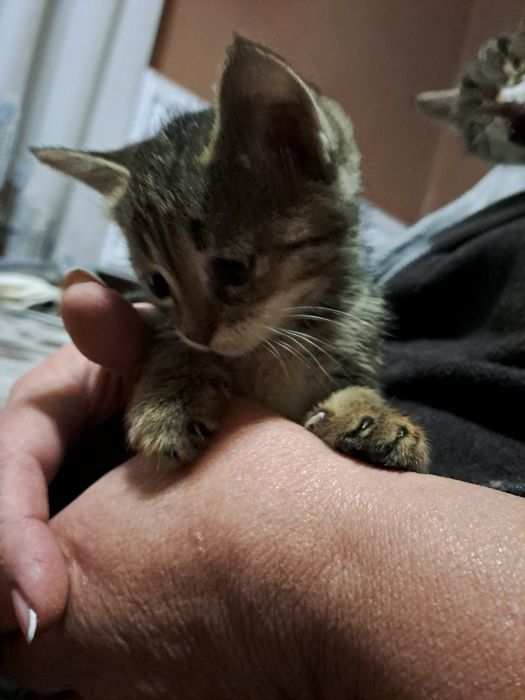 отдам даром в хорошие руки