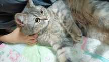 Cazare pisici / pet sitter