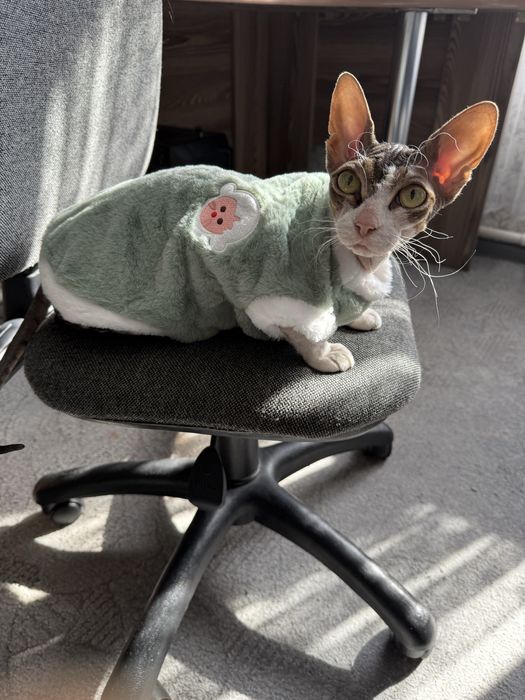 домашние животные