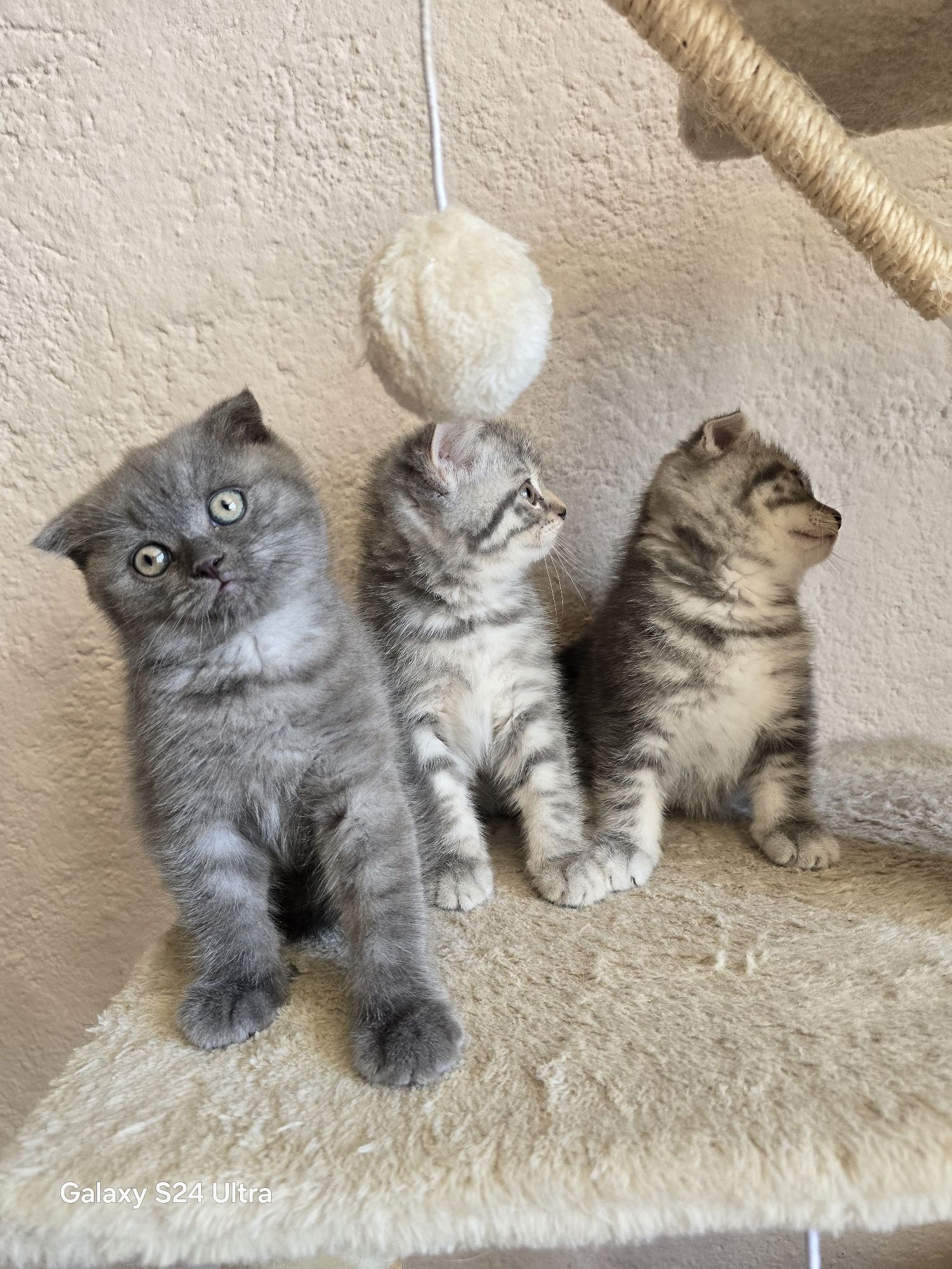 Клепоухи шотландски котенца