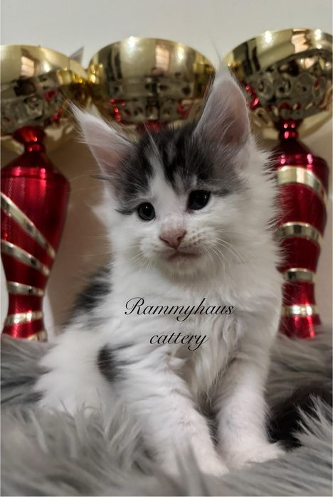 Felisa autorizata WCF, vinde pisoi cu pedigree, rasa Maine coon