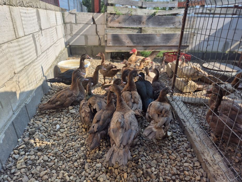 Rate mute ciocolatiu,de vanzare!