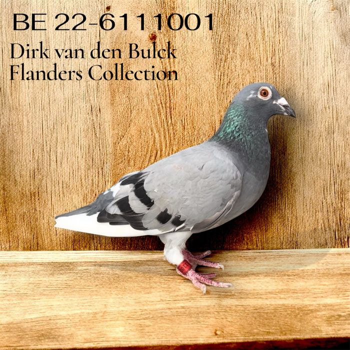 Ocazie!Porumbei cu pedigree reprodusi din originali