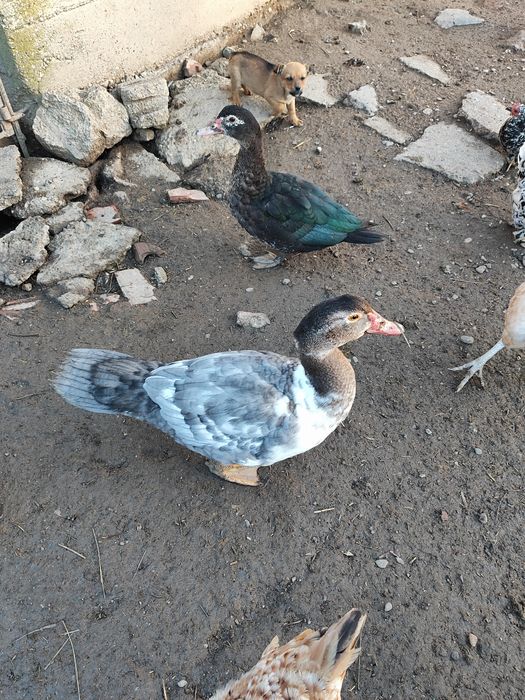 Vând o pereche de rațe mute.