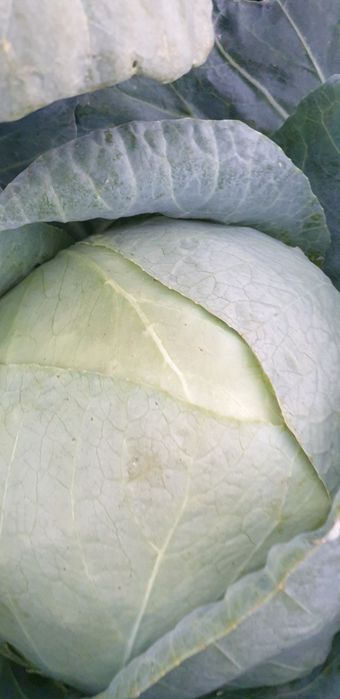Varza de Buzău ,cantitați mari si mici