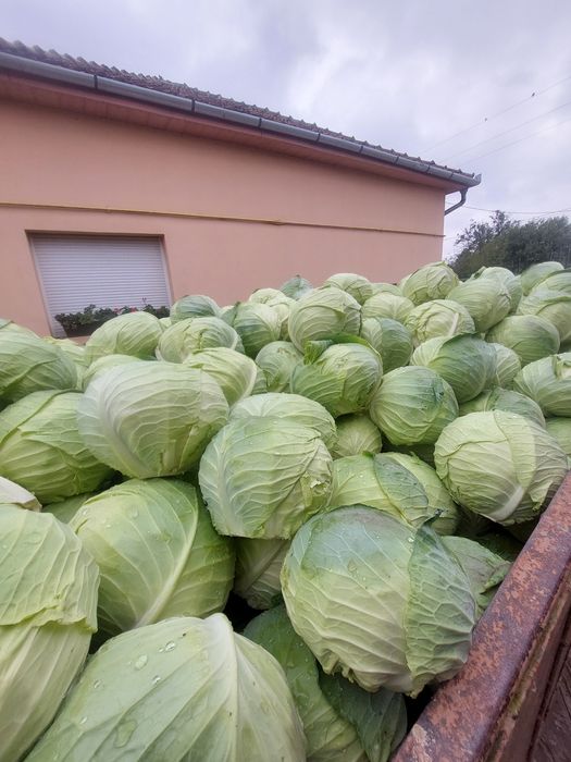 Varza plata pentru murat
