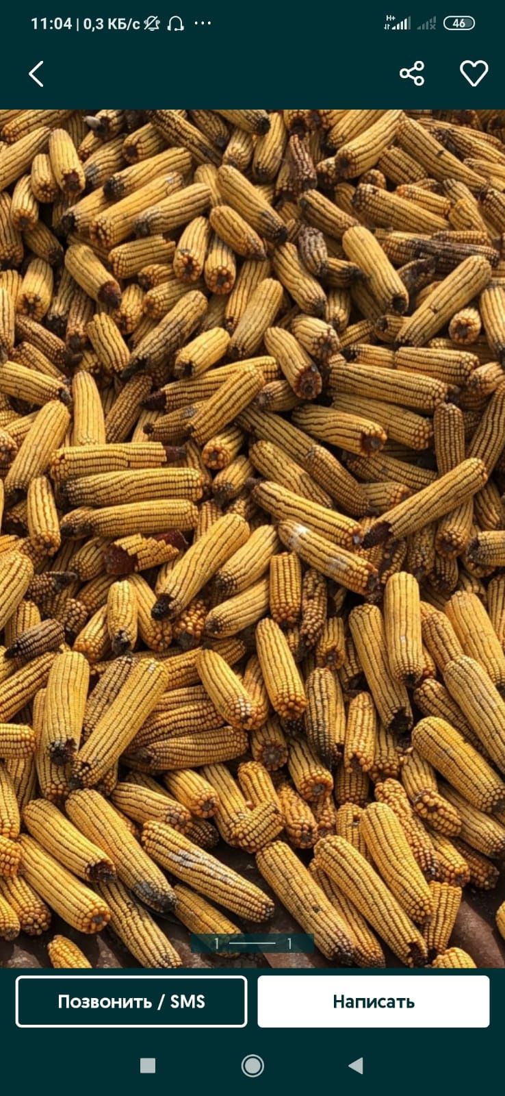 Продам кукурузу находится в иссыке