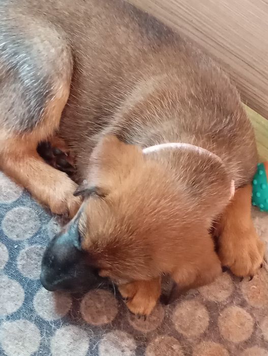 Кученца Малиноа седем броя