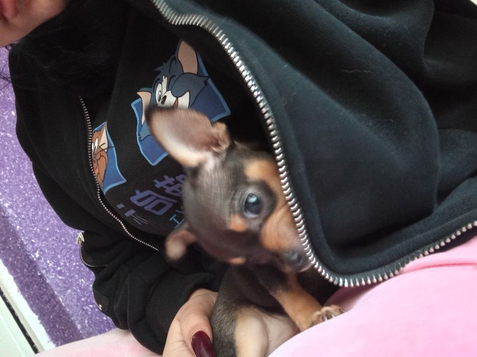 Той терьер щенок