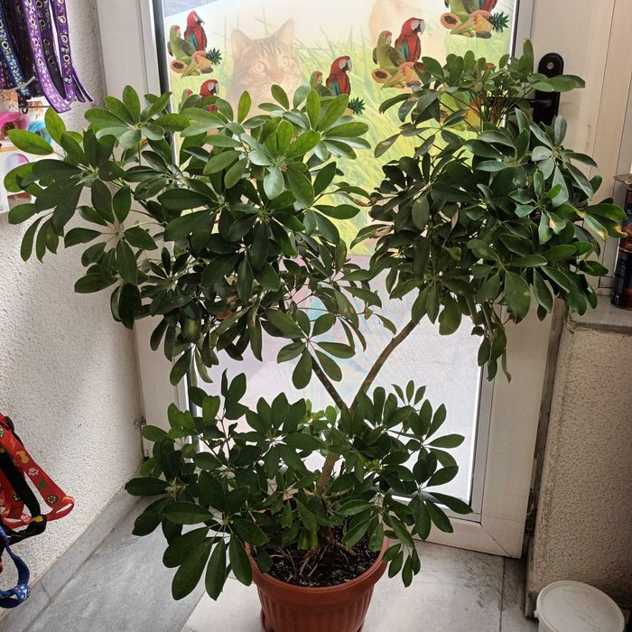 Шефлера 115см.-50лв