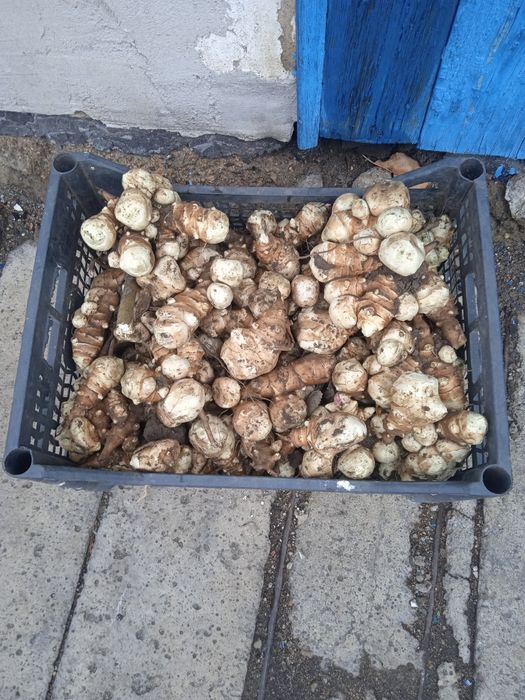 Топинамбур.корнеплод