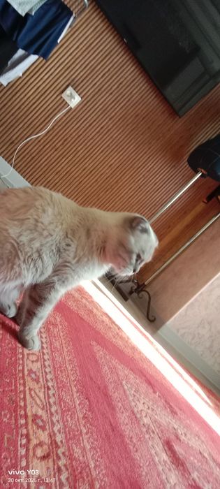 Шатлански кошка  бағасы арзан