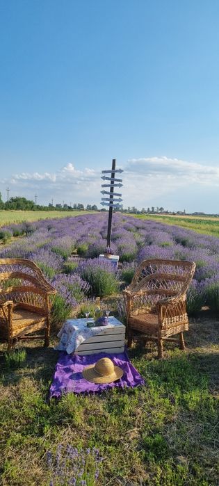 Tufa lavanda de 4 ani plantata