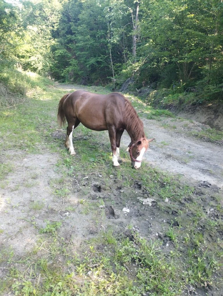 De vânzare iapă !