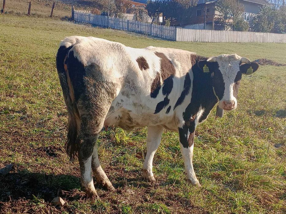 Vacă, varsta de 3 ani