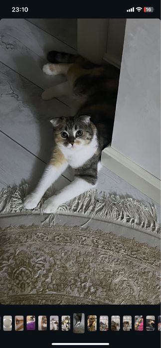 Кошка скотиш фолд