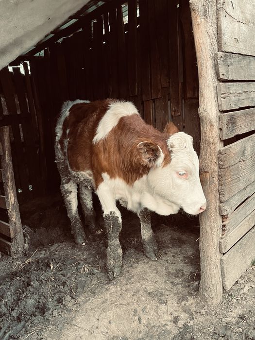 Vitele tinere  cauta alta casa