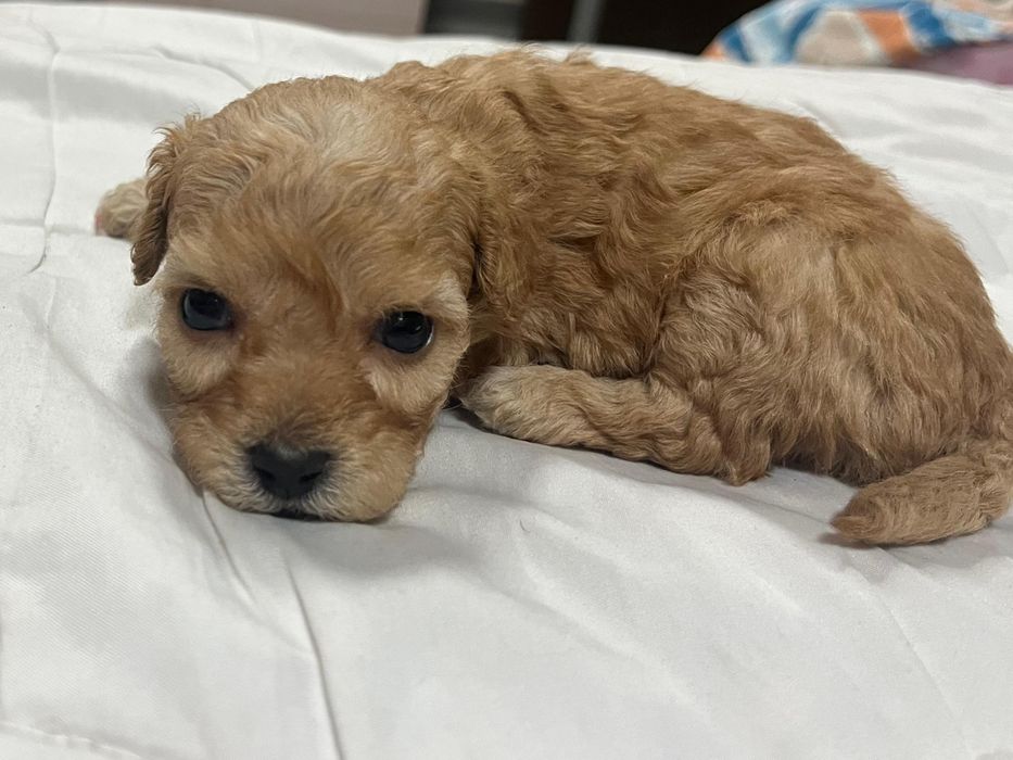 Продам мини-очаровашку,мальтипу