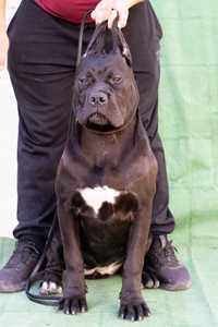 Femela Cane Corso Italiano deosebita