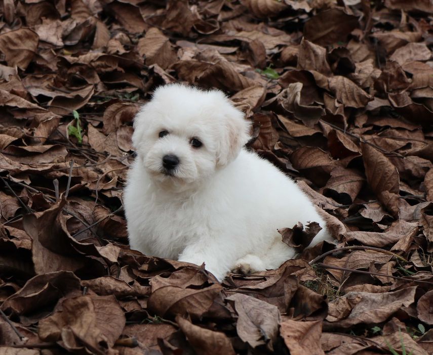 Bichon Frise cu pedigree FCI