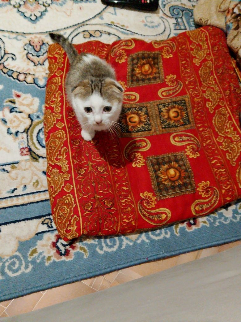 Котёнок девочка отдам добрые руки