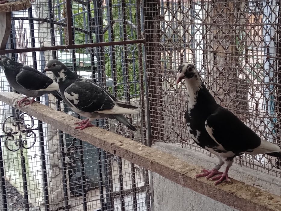 Porumbei voiajori de vînzare