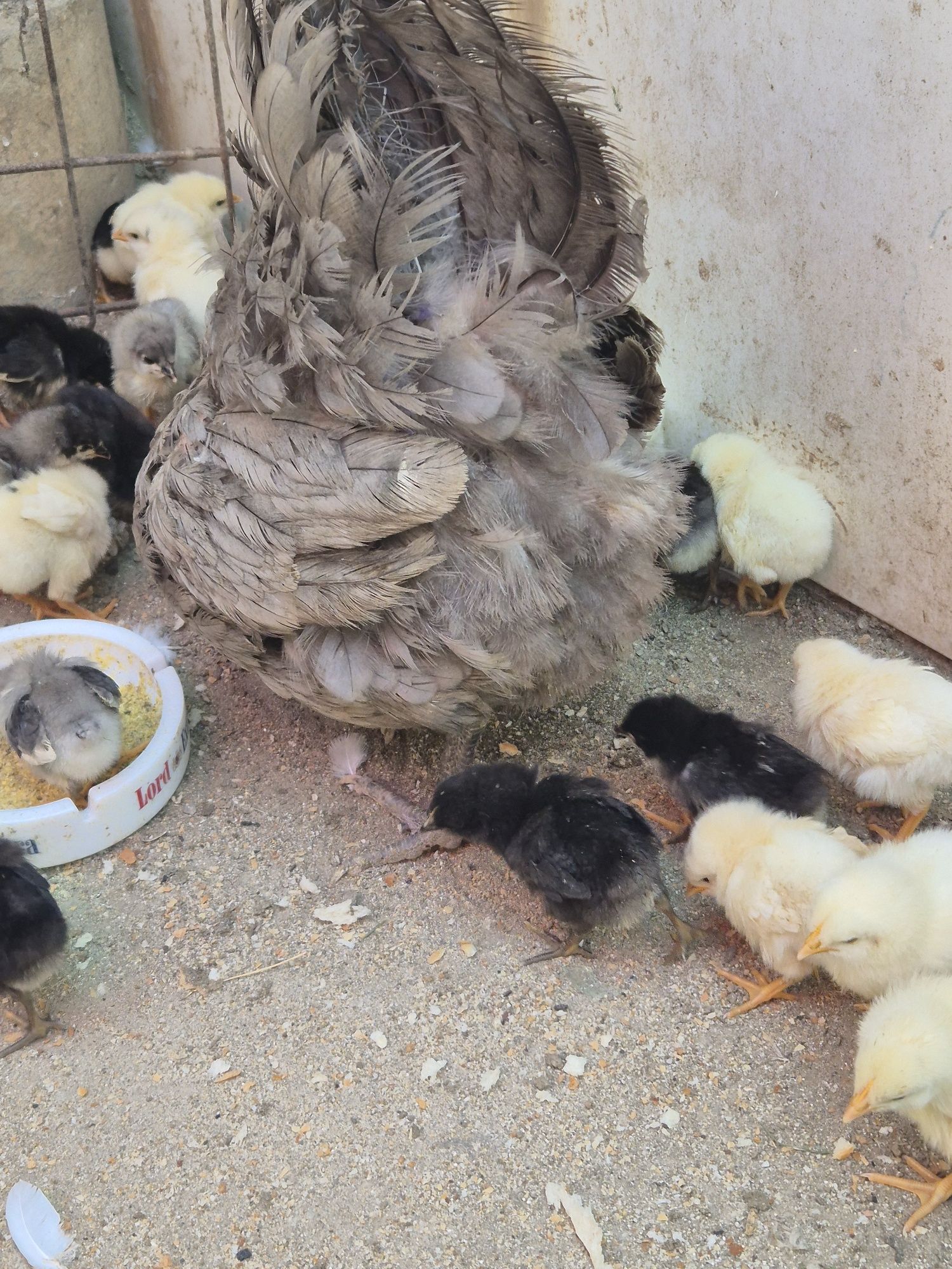 Vând  puțin rasa Australorp albastru  și negru
