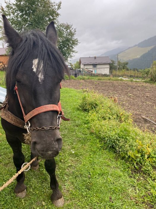 De vânzare mânz negru!