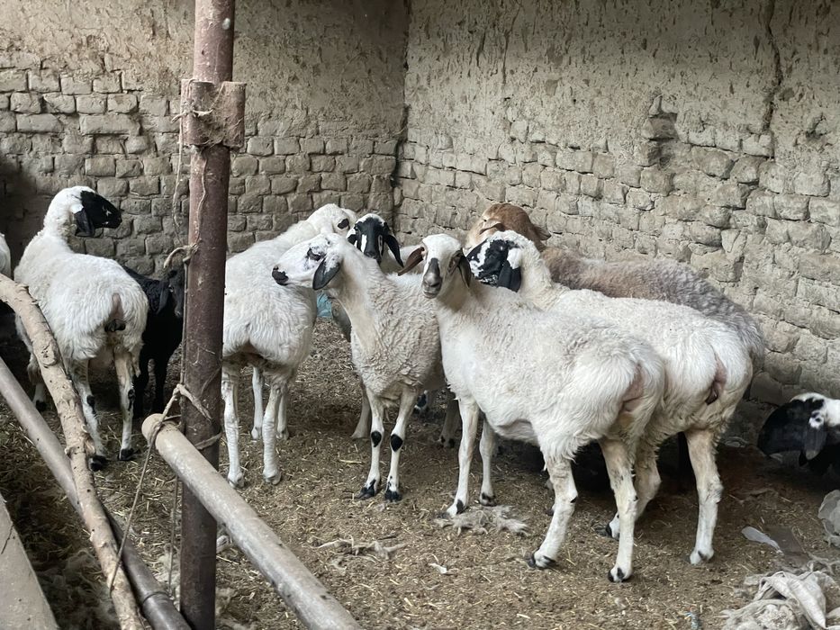 Хисори куйлар оптом сотилади