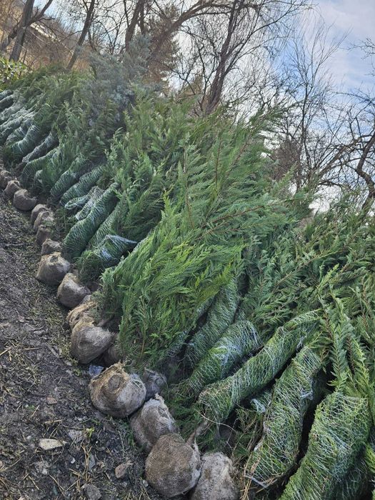 Tuia leylandi, smarald, spirală, pon pon, magnolie, gazon, palmieri