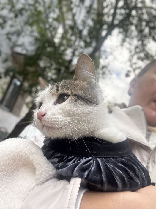 Молодой Котик ищет дом