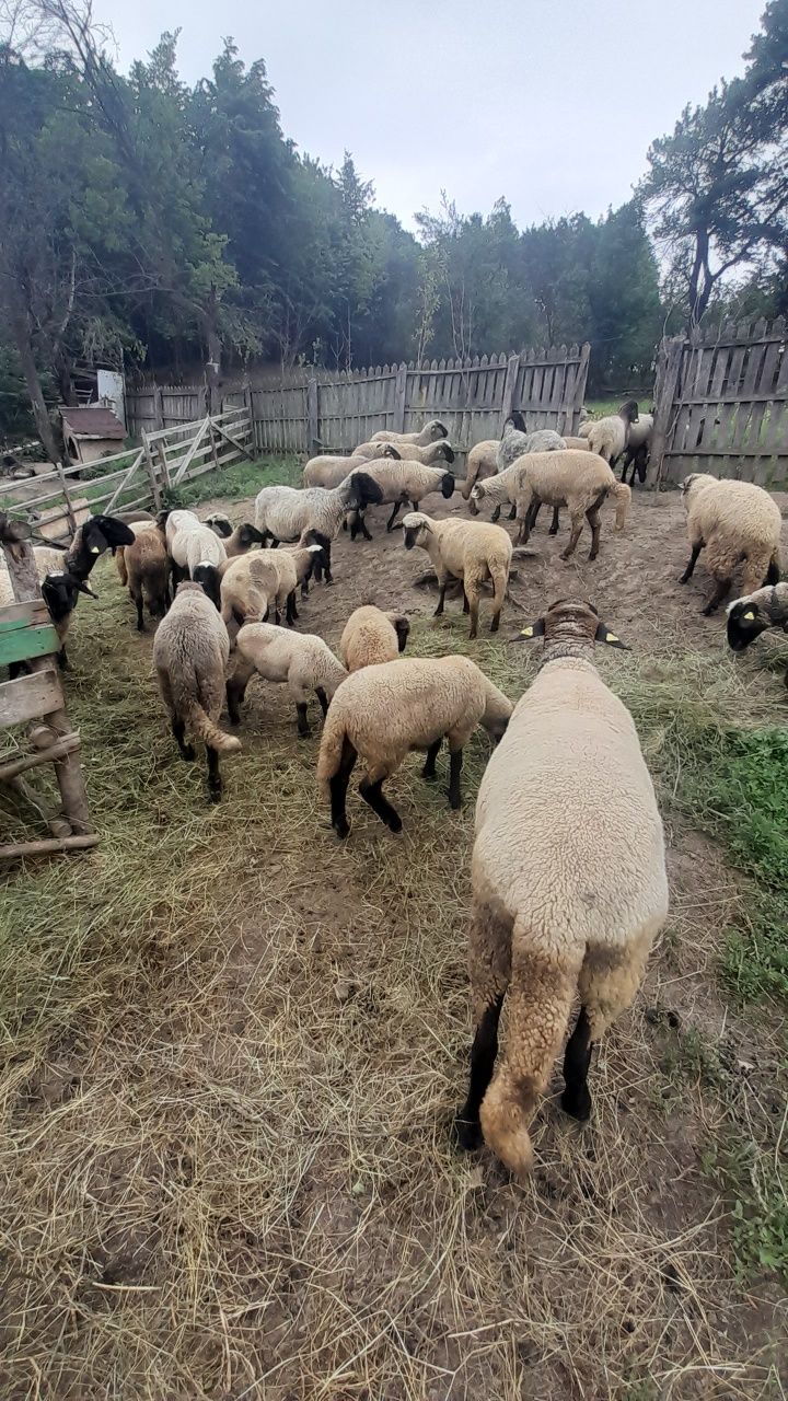 Vind oi carabase sârbești