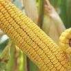 Продаем Семена гибридов кукурузы Краснодарский 415 МВ в Казахстане
П