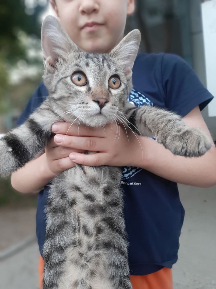 котенок тигр египетский мяу