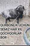 HALOL  Arzon Semiz Har xil Boqilgan Sifatli Qochqorlar sotiladi