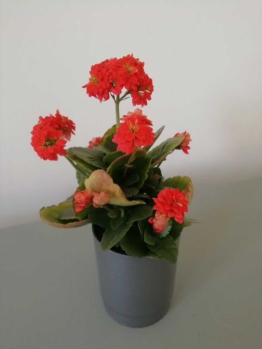 Каланхое цветущий распродажа, дешево, толстянка =денежное дерево